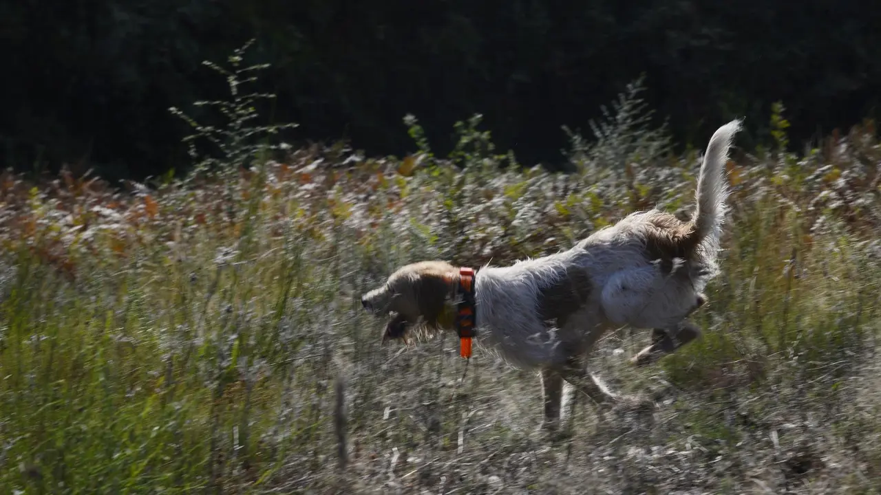 Un perro de caza