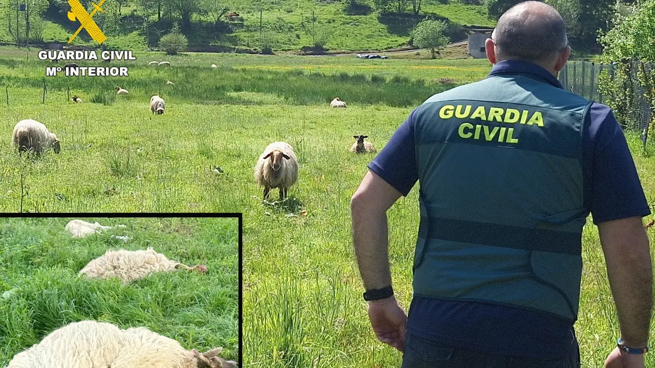 Once investigados por sacrificar ovejas con sufrimiento y sin control sanitario en Marina de Cudeyo