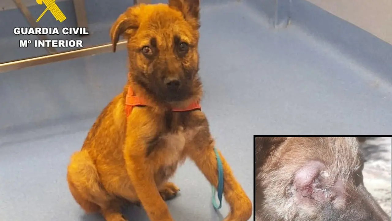Dos investigados en Cantabria por maltratar a un cachorro de tres meses 