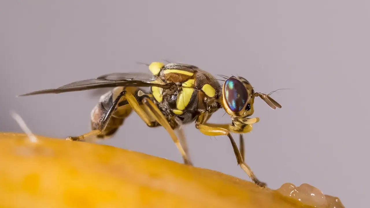 Mosca oriental de la fruta 