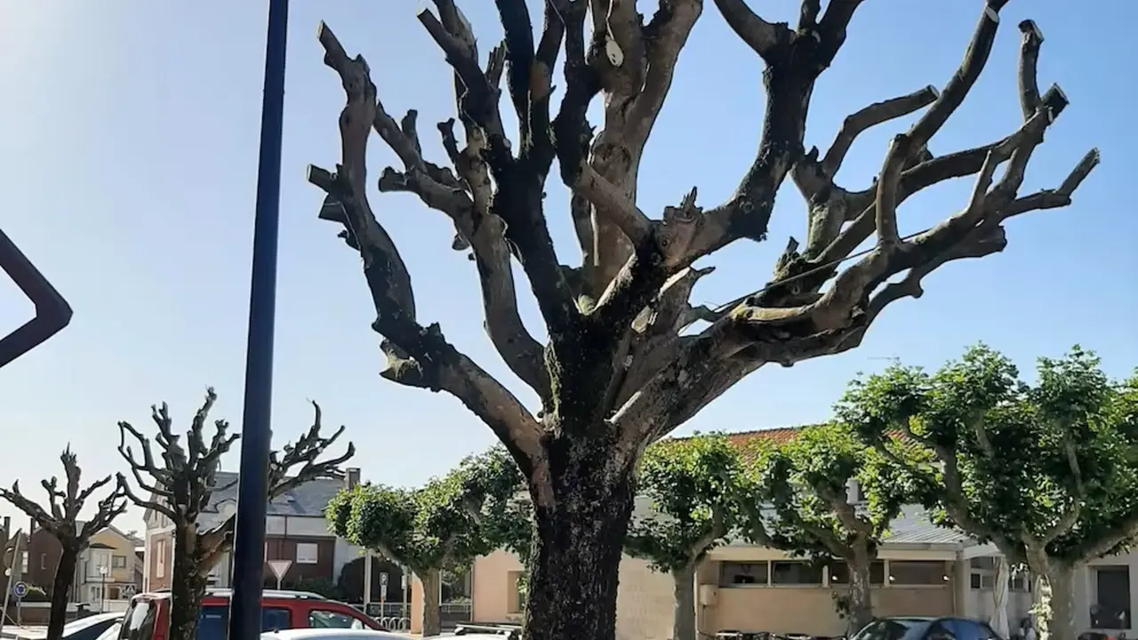 Poda de árboles en Torrelavega 