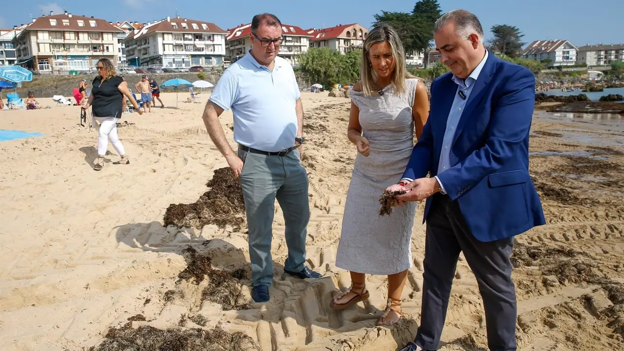 El consejero de Medio Ambiente y la alcaldesa de Noja visitan la playa de Trengandín, donde se acumulahn toneladas de alga asiática. 