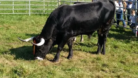 Olimpiada del Tudanco