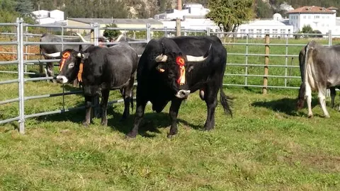 Olimpiada del Tudanco