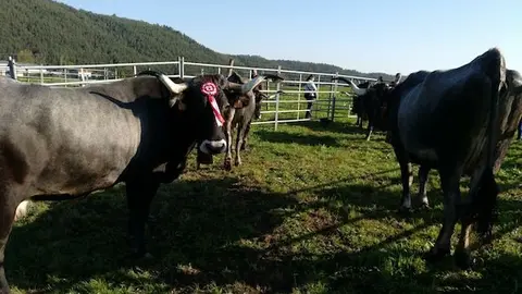 Olimpiada del Tudanco
