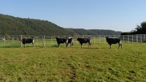 Olimpiada del Tudanco
