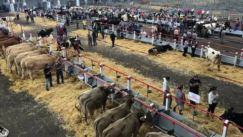 Mercado de Ganado de Torrelavega