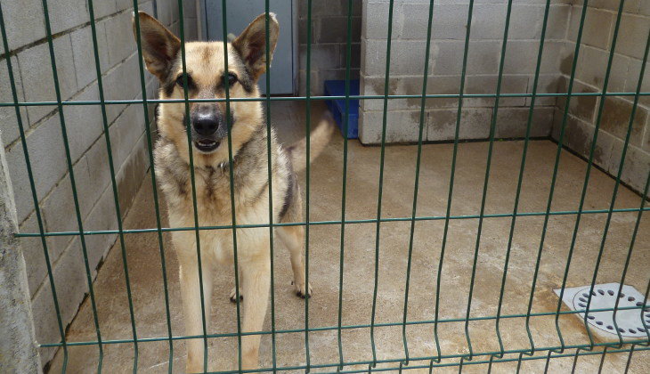 Uno de los perros abandonados del refugio